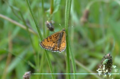 <i>Melitaea parthenoides</i>