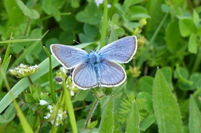 <i>Cyaniris semiargus</i>