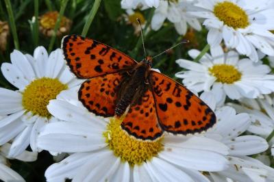 <i>Melitaea didyma</i>