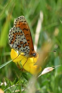 <i>Melitaea didyma</i>
