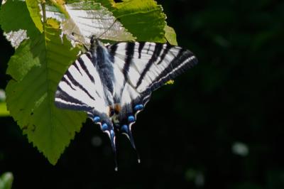 <i>Iphiclides podalirius</i>