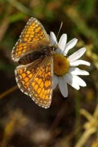 <i>Melitaea parthenoides</i>
