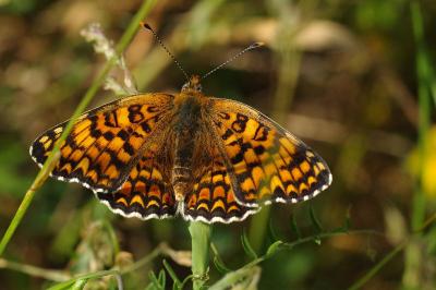 <i>Melitaea phoebe</i>