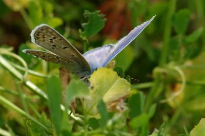 <i>Polyommatus icarus</i>