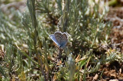 <i>Plebejus argus</i>