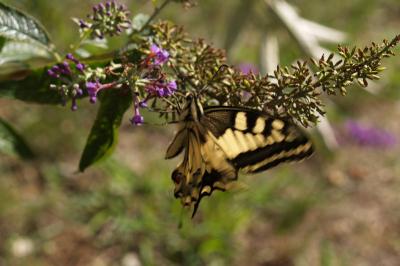 <i>Papilio machaon</i>