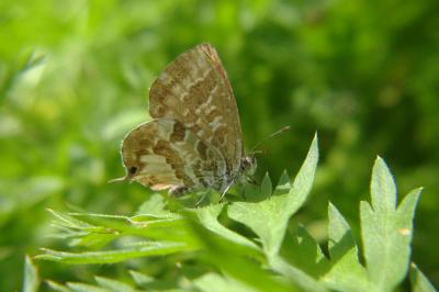 <i>Cacyreus marshalli</i>