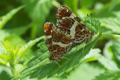 <i>Araschnia levana</i>