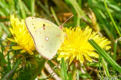 <i>Colias crocea</i>