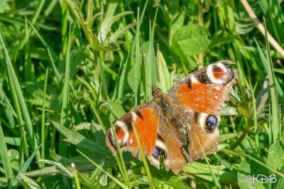 <i>Aglais io</i>