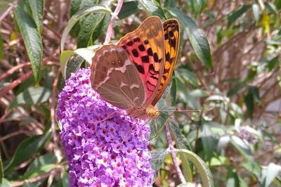 <i>Argynnis pandora</i>