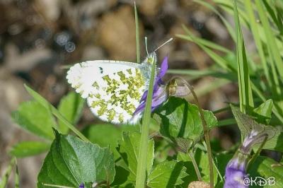 <i>Anthocharis cardamines</i>