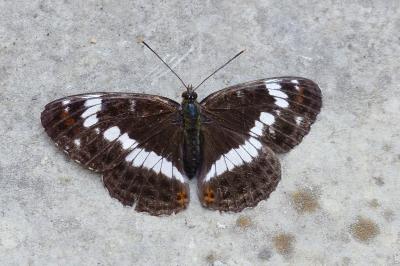 <i>Limenitis camilla</i>