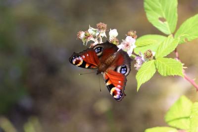 <i>Aglais io</i>