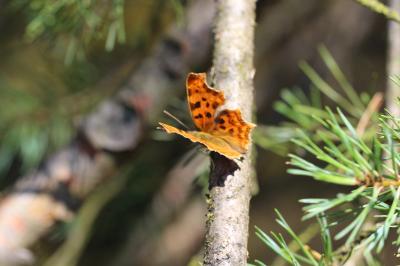 <i>Polygonia c-album</i>