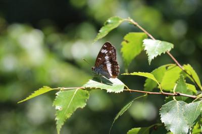 <i>Limenitis camilla</i>