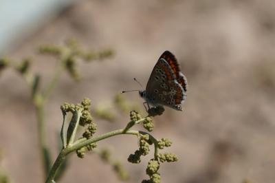 <i>Aricia agestis</i>