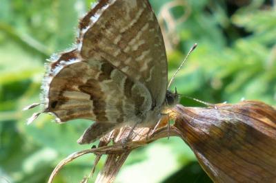 <i>Cacyreus marshalli</i>