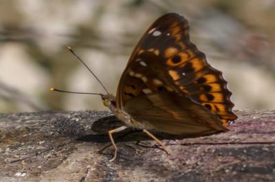 <i>Apatura ilia</i>