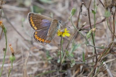 <i>Polyommatus icarus</i>