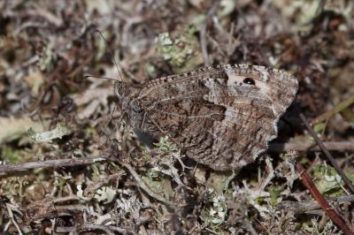 <i>Hipparchia semele</i>
