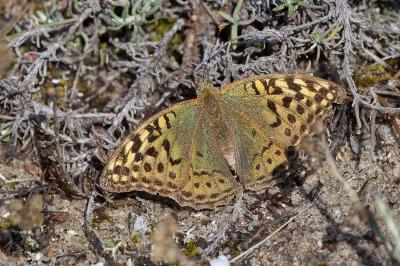 <i>Argynnis pandora</i>