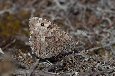 <i>Hipparchia semele</i>