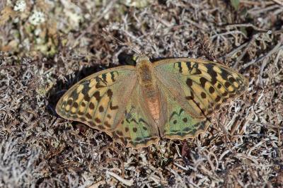 <i>Argynnis pandora</i>