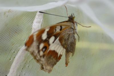 <i>Apatura iris</i>