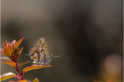 <i>Cacyreus marshalli</i>