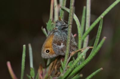 <i>Coenonympha pamphilus</i>