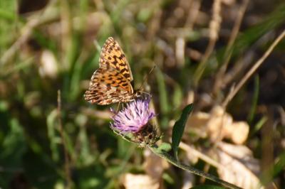<i>Boloria dia</i>