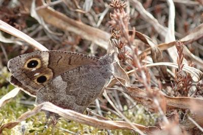 <i>Hipparchia statilinus</i>