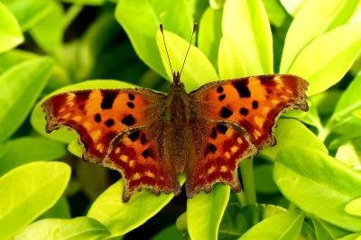 <i>Polygonia c-album</i>