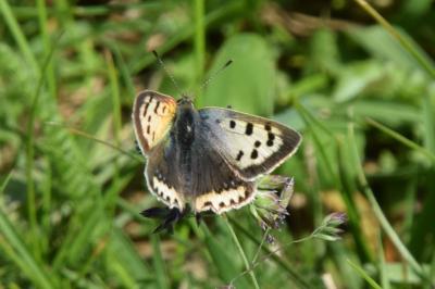 <i>Lycaena phlaeas</i>
