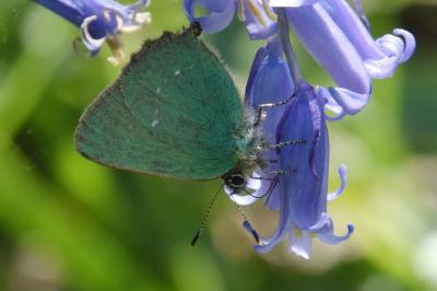 <i>Callophrys rubi</i>