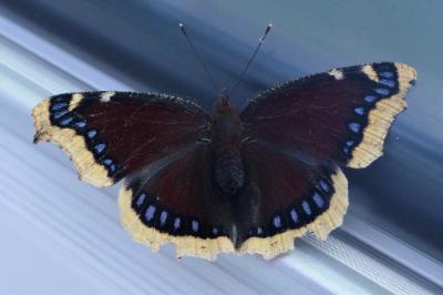 <i>Nymphalis antiopa</i>
