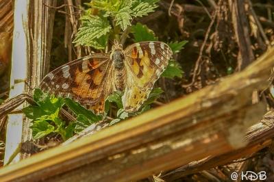 <i>Vanessa cardui</i>
