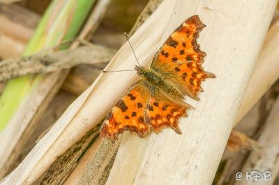 <i>Polygonia c-album</i>