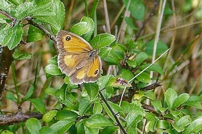 <i>Pyronia tithonus</i>