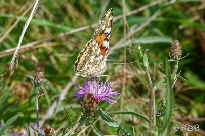 <i>Vanessa cardui</i>