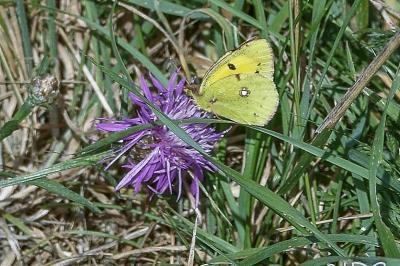 <i>Colias crocea</i>