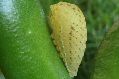 <i>Iphiclides podalirius</i>