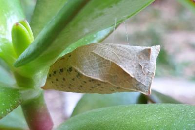 <i>Iphiclides podalirius</i>