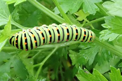 <i>Papilio machaon</i>