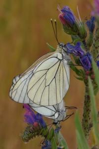 <i>Aporia crataegi</i>