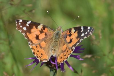 <i>Vanessa cardui</i>