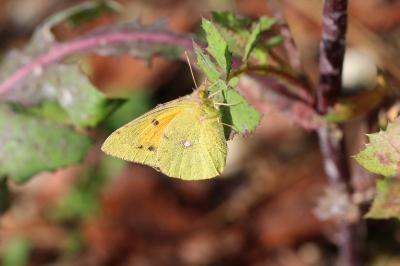 <i>Colias crocea</i>