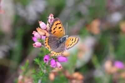 <i>Lycaena phlaeas</i>