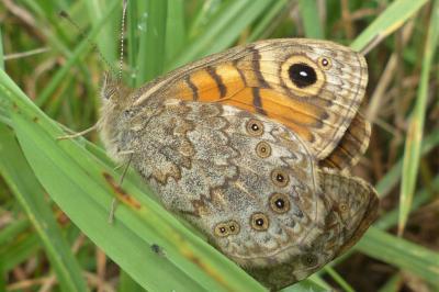 <i>Lasiommata megera</i>